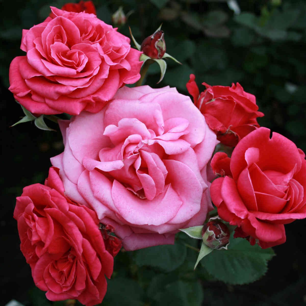 Buket med blomster fra Charisma rosen