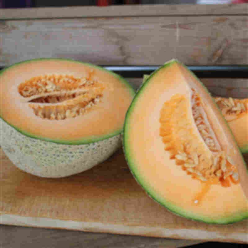 Melonplante - Sukkermelon Manta