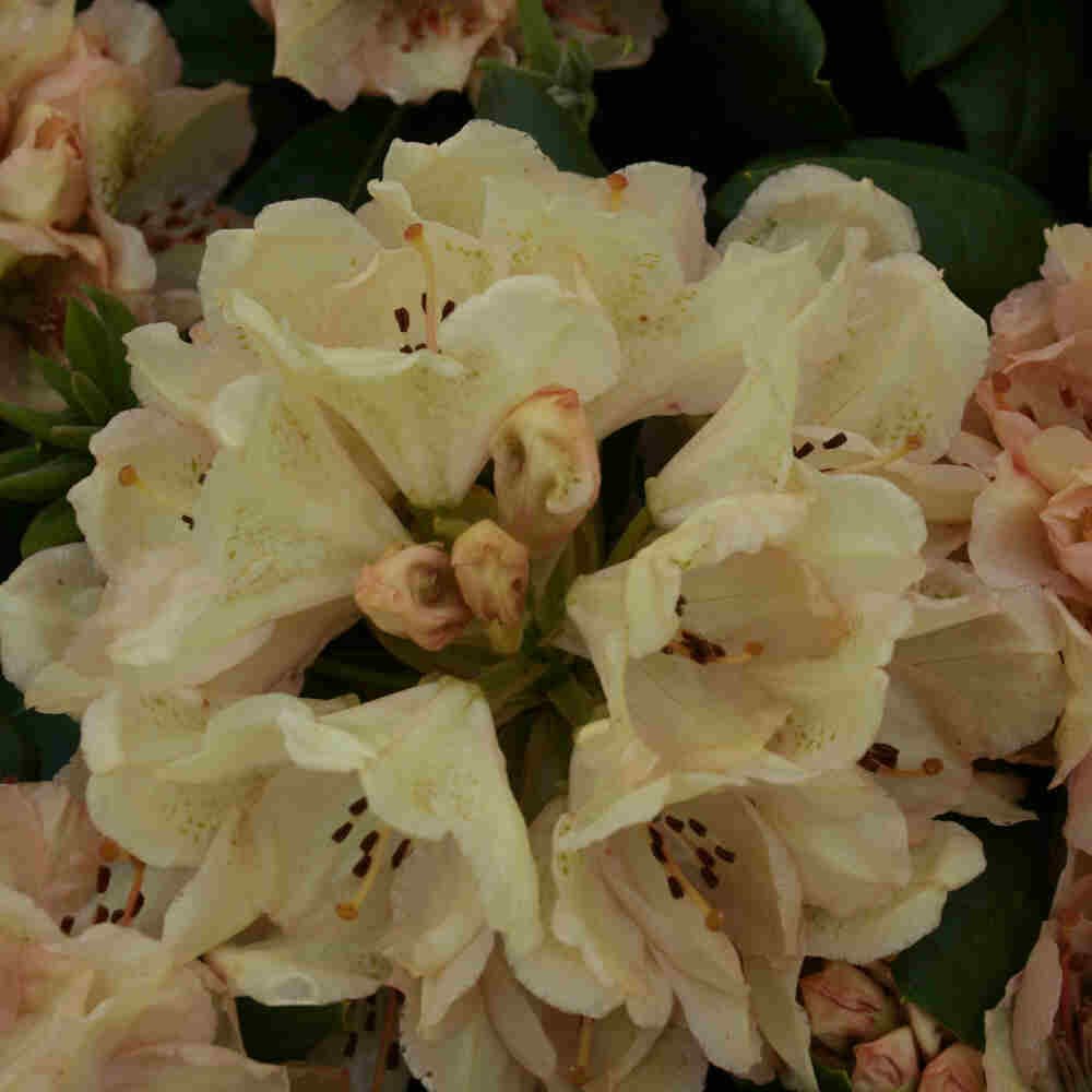 Rhododendron hybrid 'Belkanto' C5