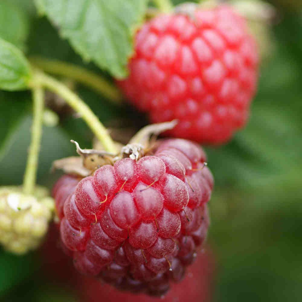 Efterårshindbær - Rubus 'Autumn Bliss' 5L