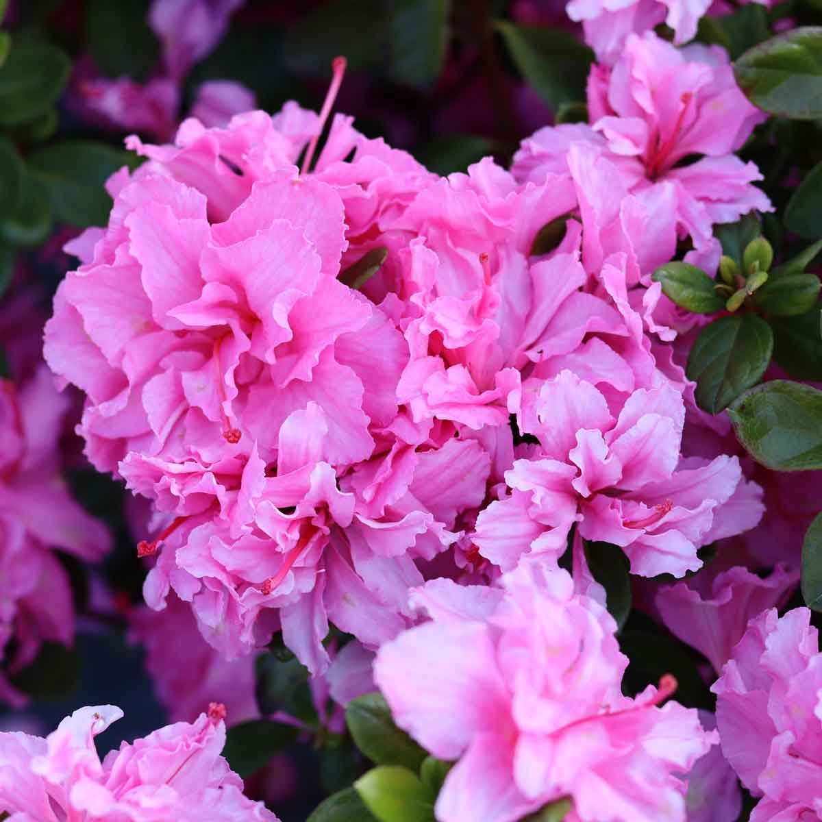 Azalea - Rhododendron 'Bloomchampion (R) rosa' 40/50 C10
