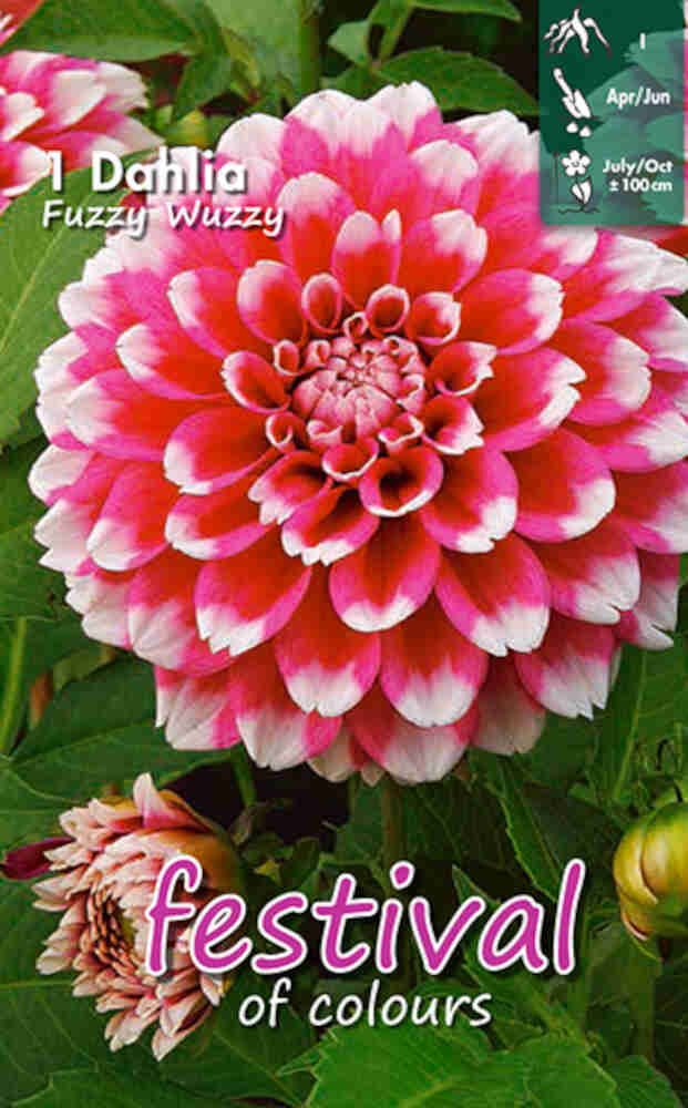Dahlia Fuzzy Wuzzy Decorative