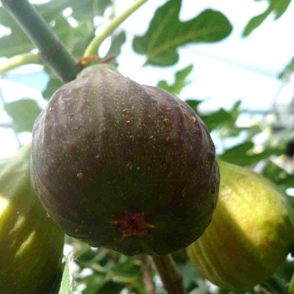 Figen - Ficus carica 'Bornholm' C5