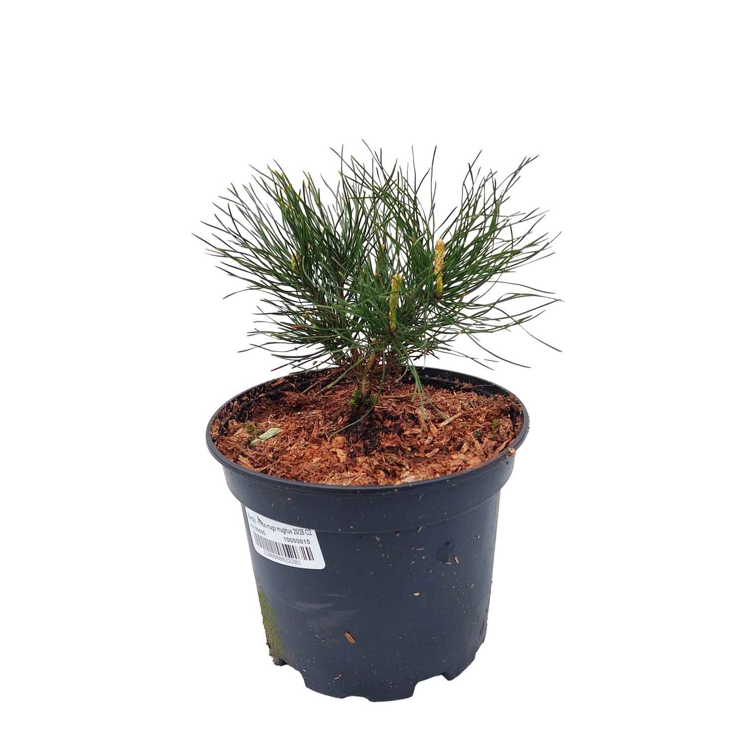 Bjergfyr - Pinus mugo mughus 20/25 C2