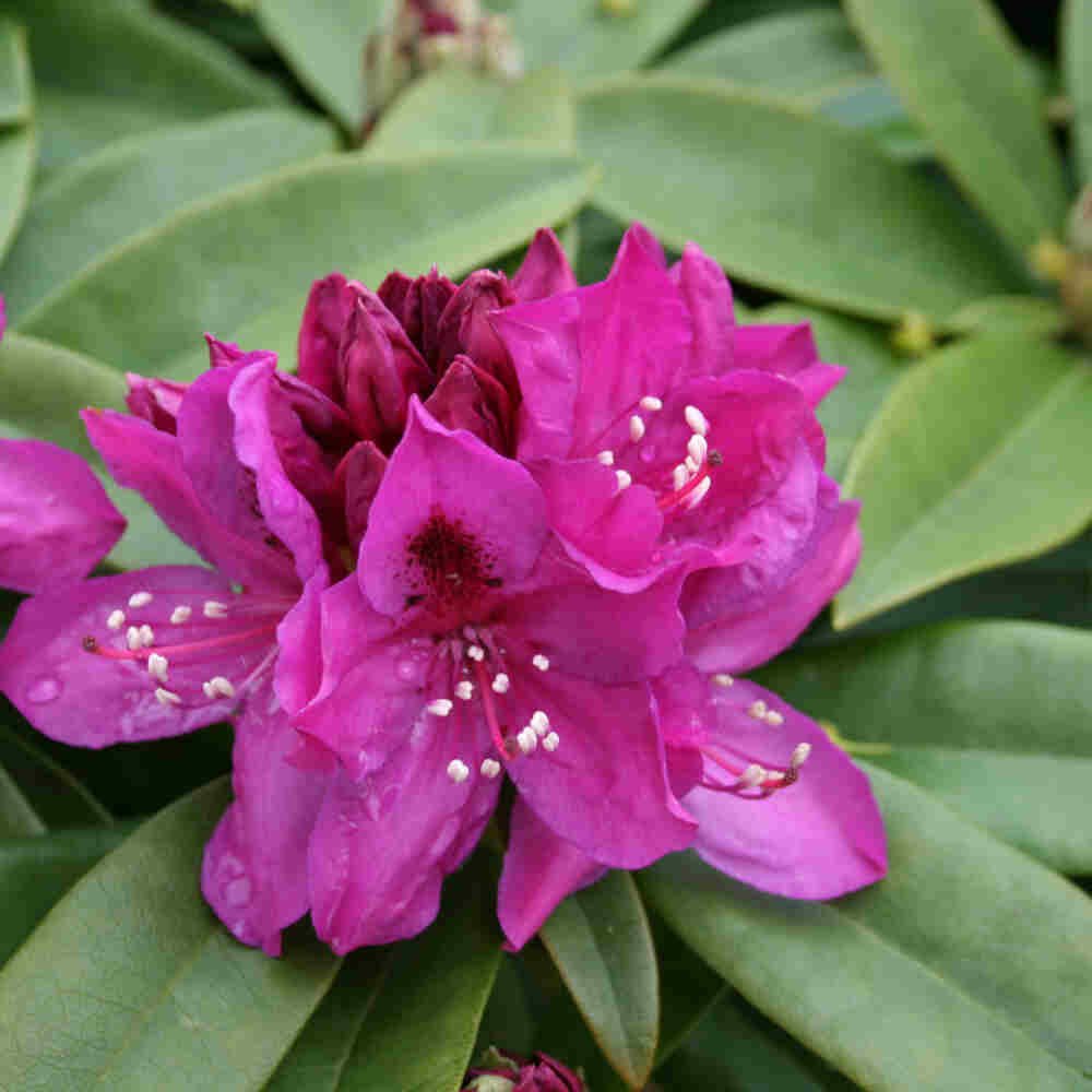 Rhododendron 'Anah Kruschke' 80/100cm C80