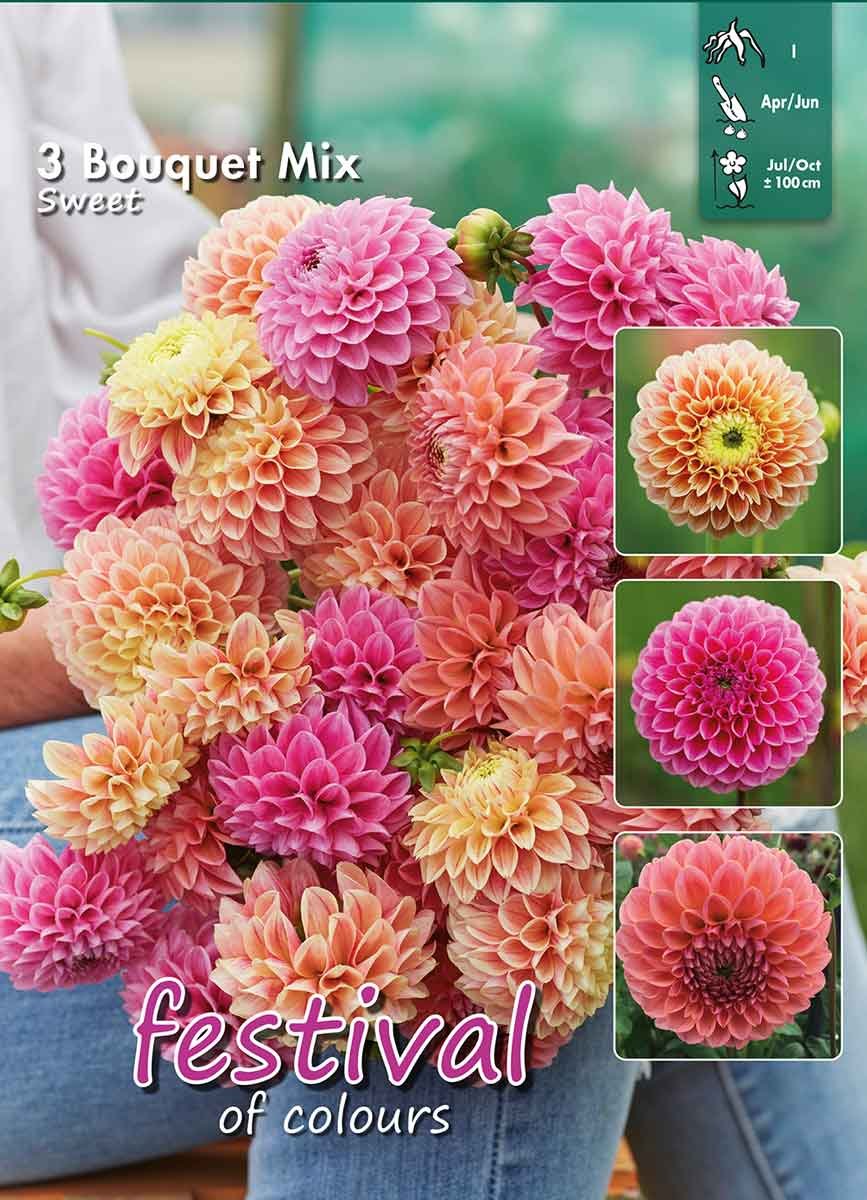 Dahlia Sweet Bouquet Collection - 3 stk
