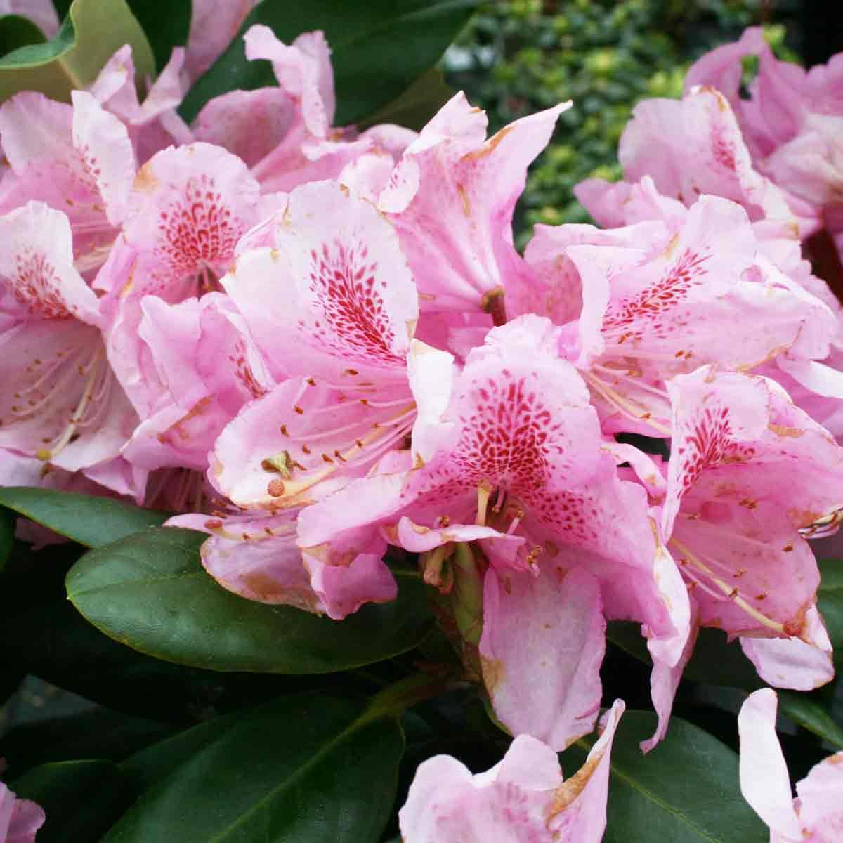 Rhododendron 'Scintillation' rose 30/40 C5