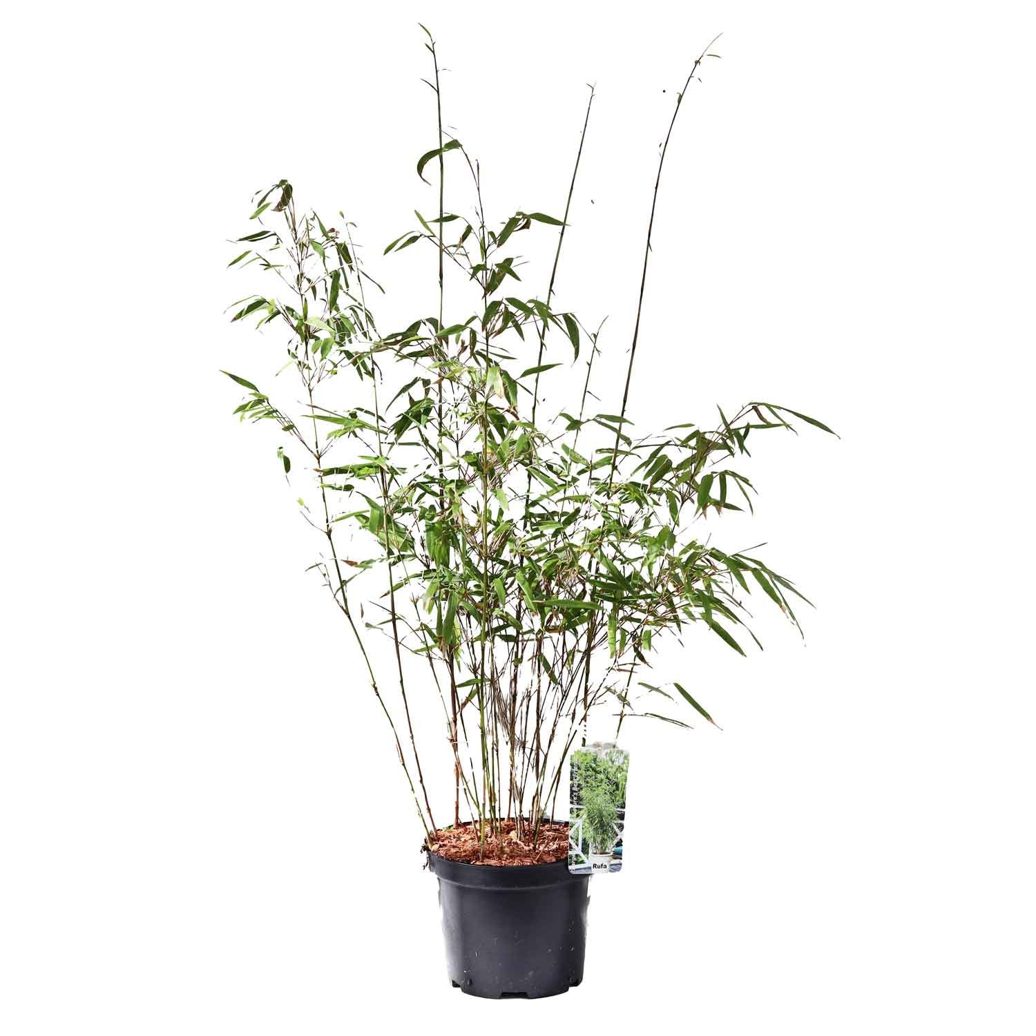 Bambus - Fargesia murielae Rufa 3L