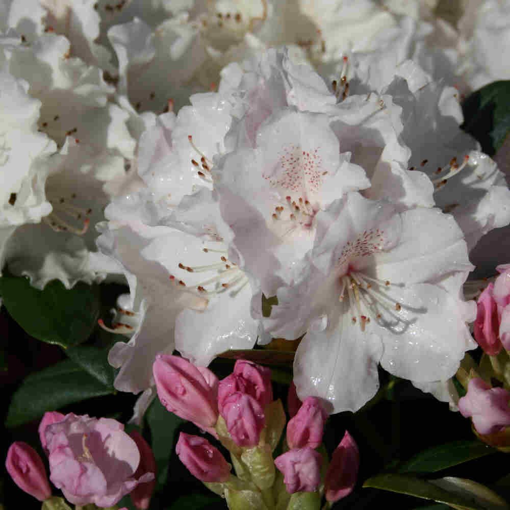 Rhododendron yakushimanum 'Schneekrone' 30-40 C5