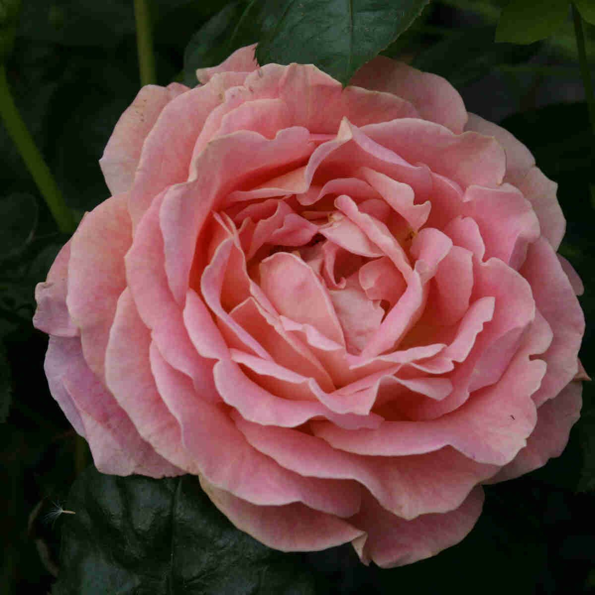 Rose 'Line Renaud'