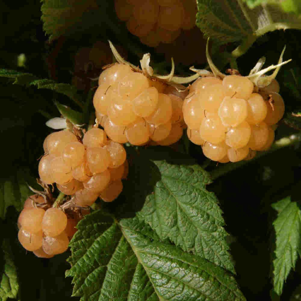 Efterårshindbær - Rubus 'Golden Everest' 5L