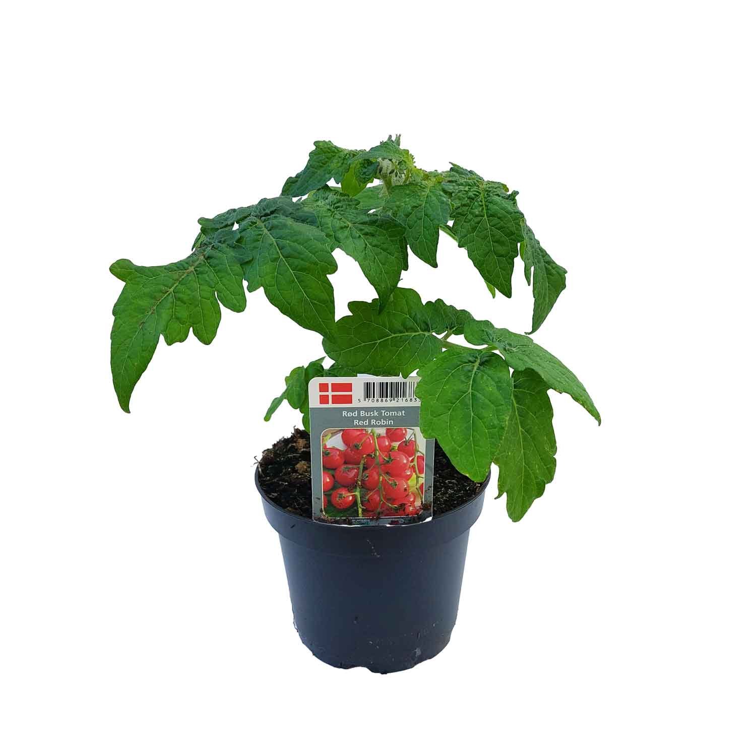 Tomatplante 'Red Robin' 11,5 cm. pot.
