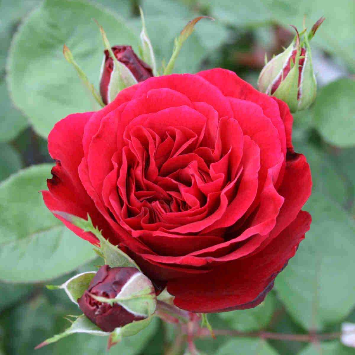 Rose 'Isabel Renaissance'