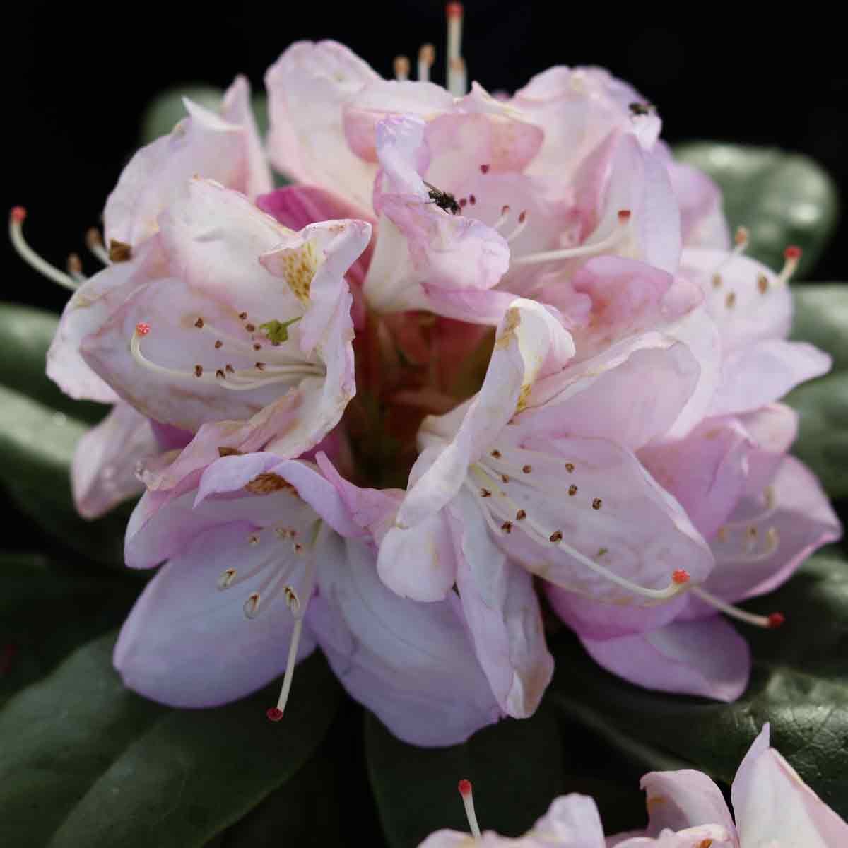 Rhododendron 'Gomer Waterer' 30-40 C5