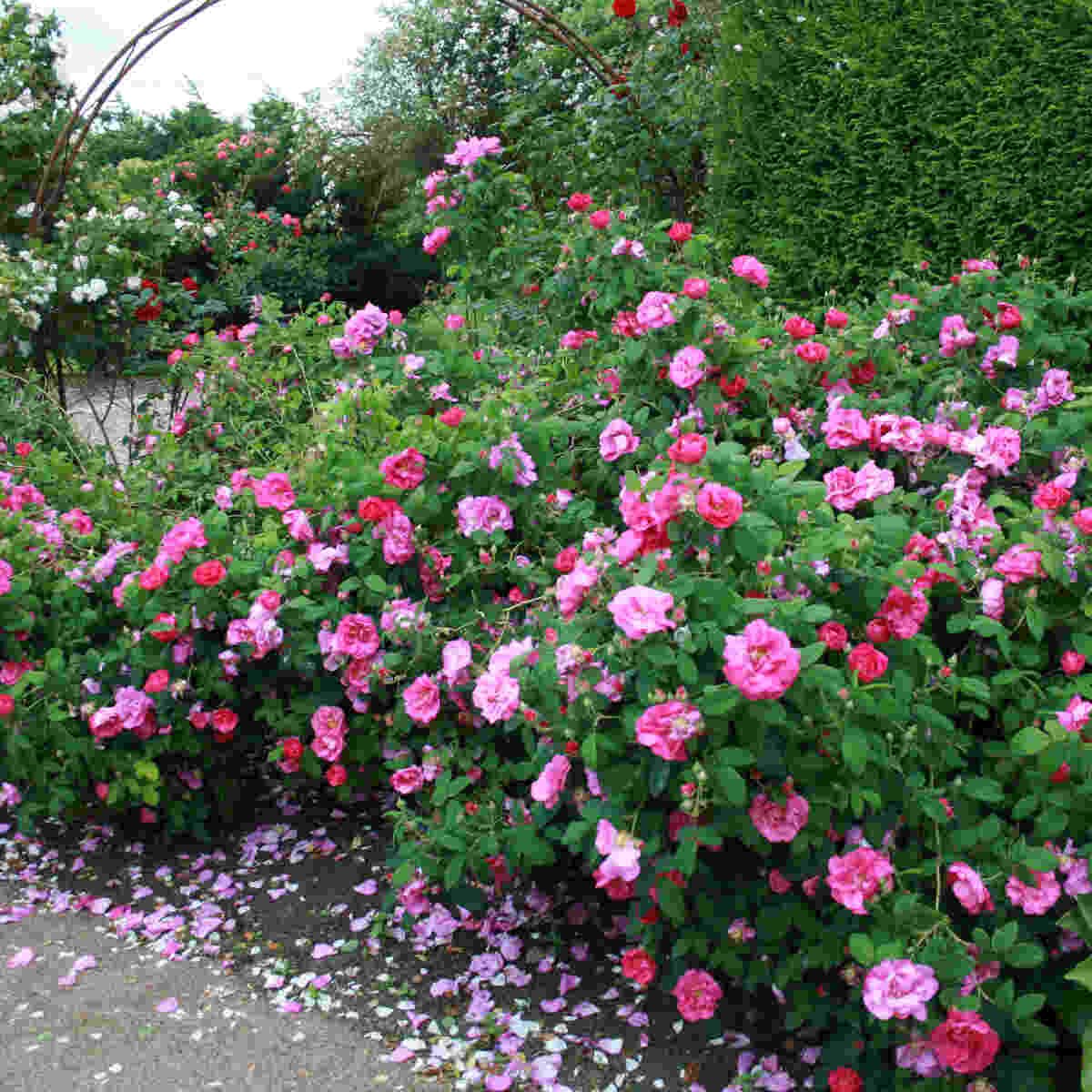 Blomstrende rosa gallica officinalis i Laubjergs Rosenhave