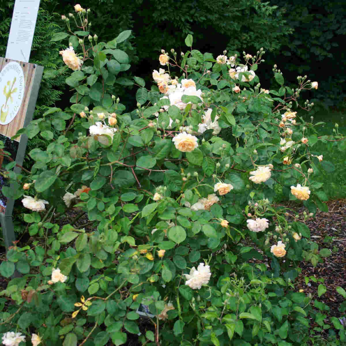 Buff Beauty moschata rose i Laubjergs Rosenhave