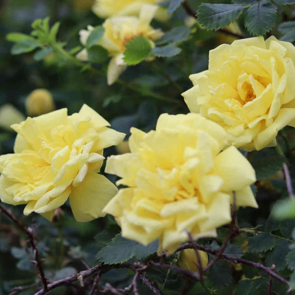 Historisk rose foetida 'Harison's Yellow'