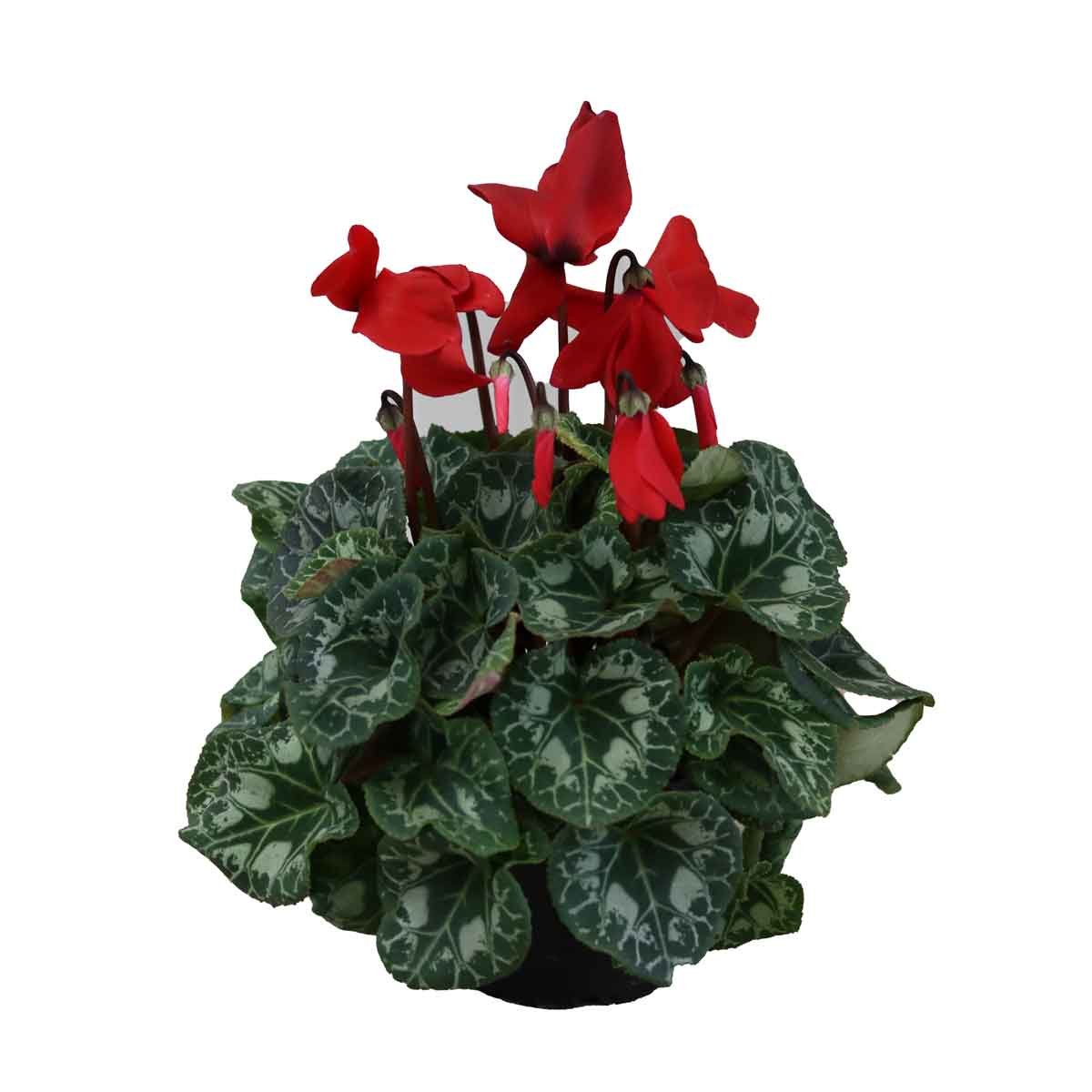 Cyclamen p. hybrid 12cm. pot.