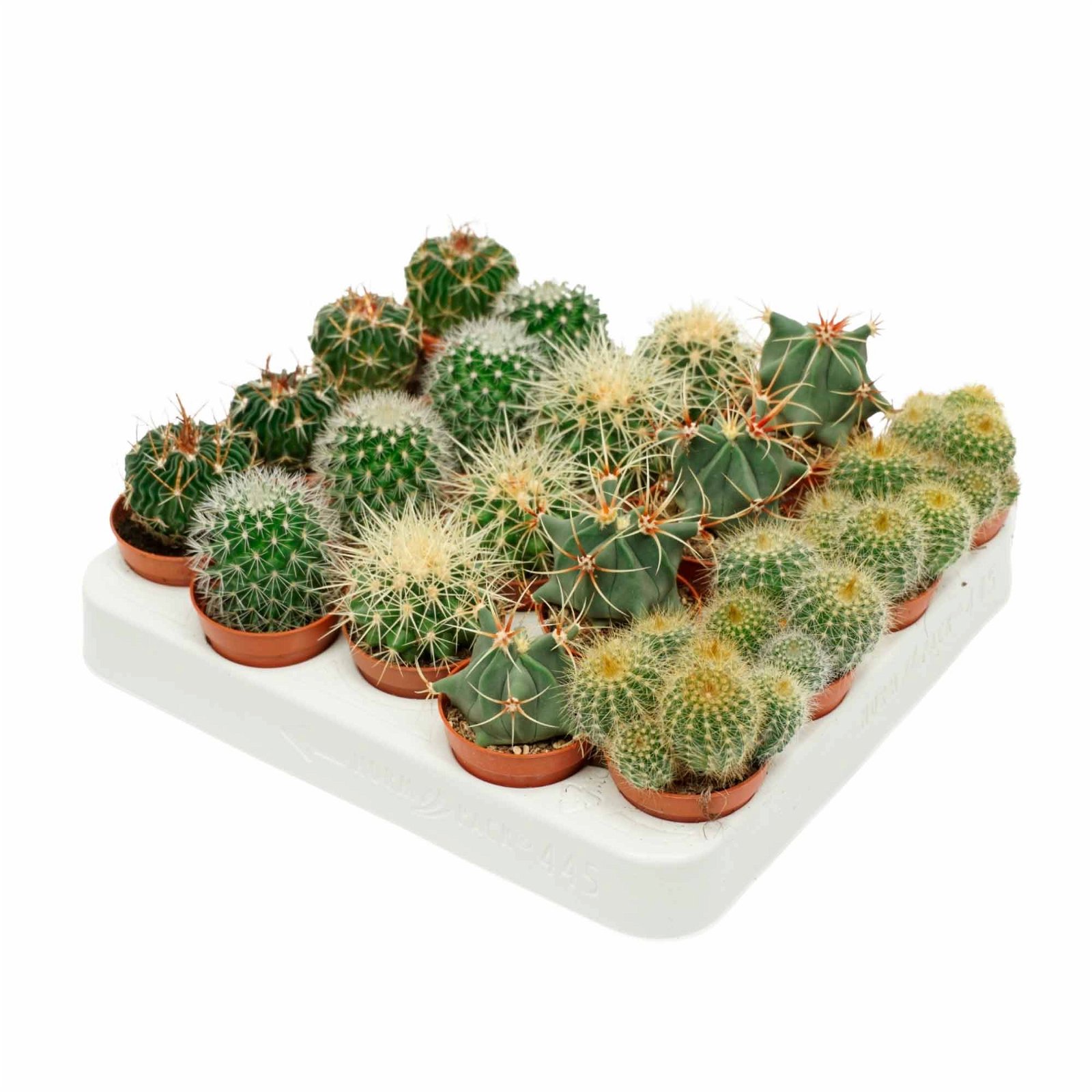 Cactus Spherical Mix 5,5cm