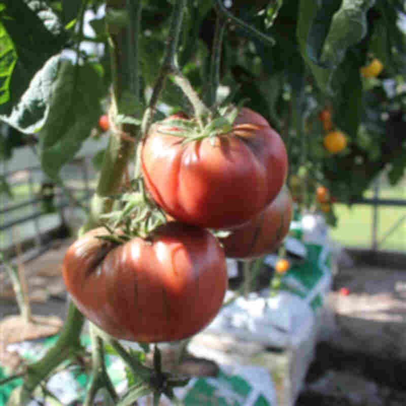 Tomatplante - Almindelig tomat Black Russian