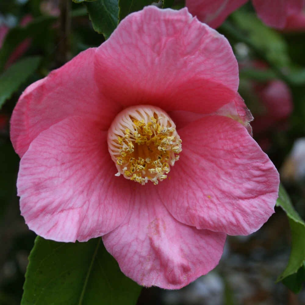 Kamelia - Camellia japonica 'Kinjo Tsubaka'