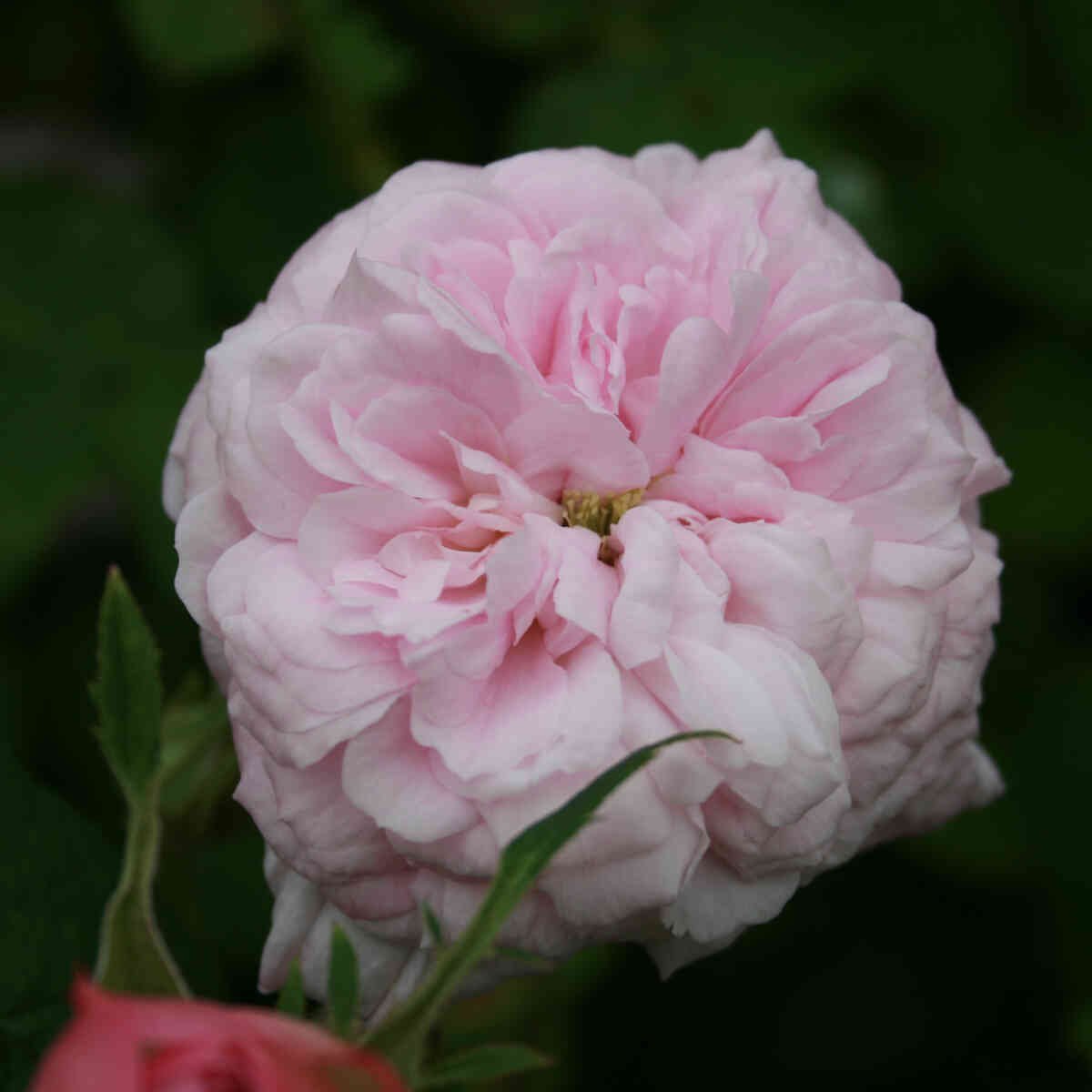 Rosa gallica 'Belle Isis'