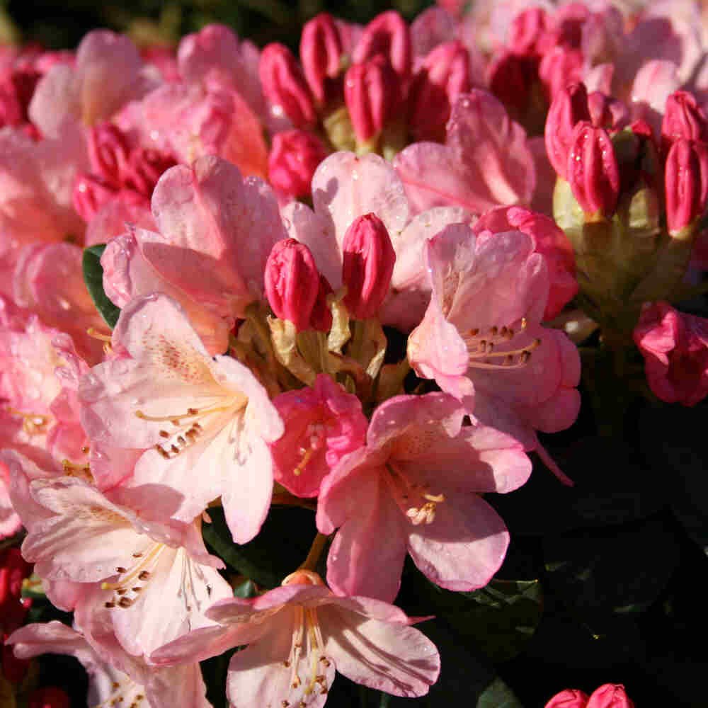 Rhododendron yakushimanum 'Percy Wiseman' 30-40 C5