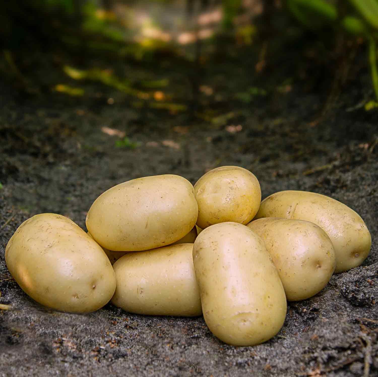 Læggekartofler - Frig -  NYHED - 1,5 kg pose