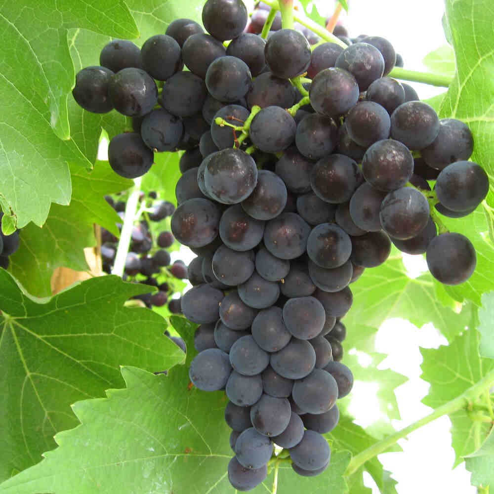 Vindrueplante - Vitis vinifera 'Schyler'