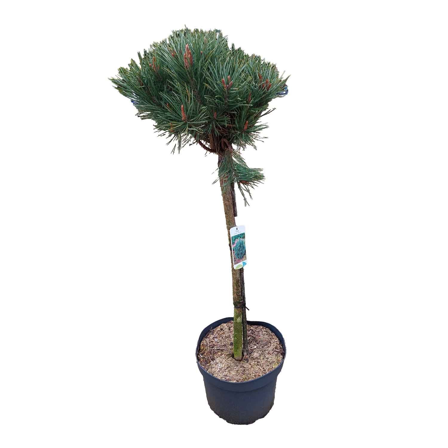 Dværg skovfyr - Pinus sylvestris 'Watereri' C10 60cm st