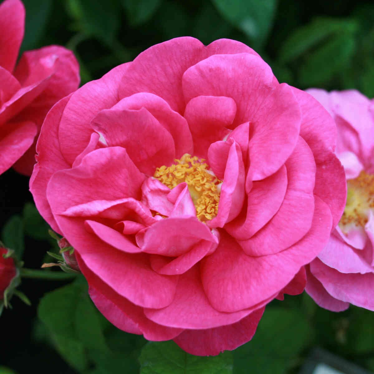 Apotekerrose - Rosa gallica 'Officinalis'