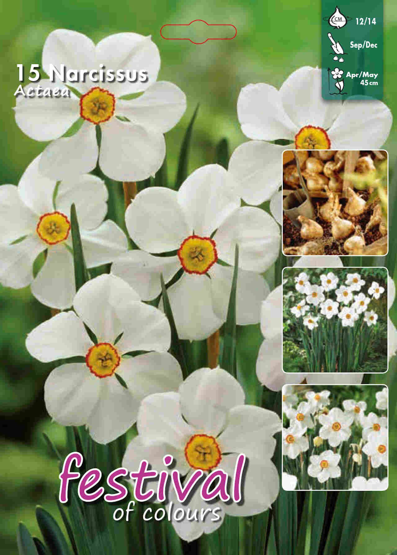 Pinselilje - Narcissus Actaea 12/14 - 15 stk.