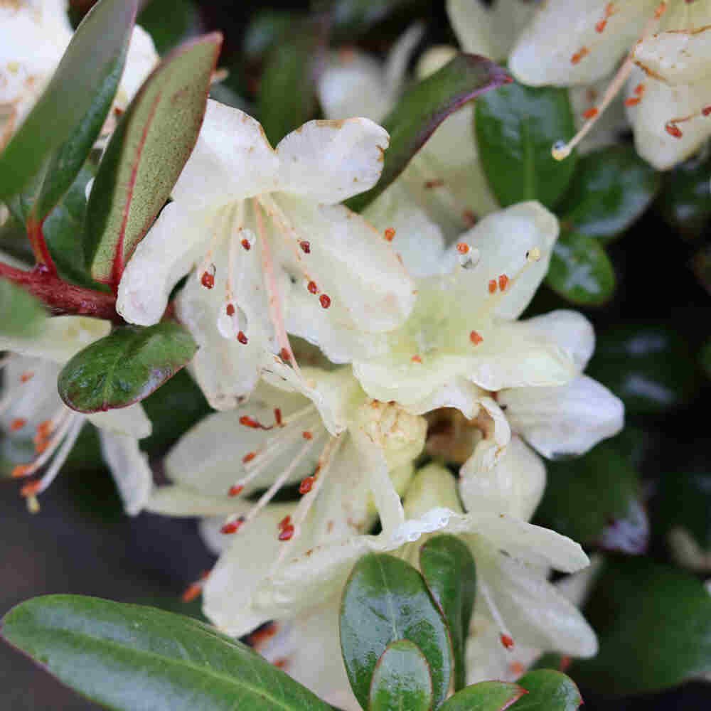 Dværgrhododendron Princess Anne 20-25 - C2