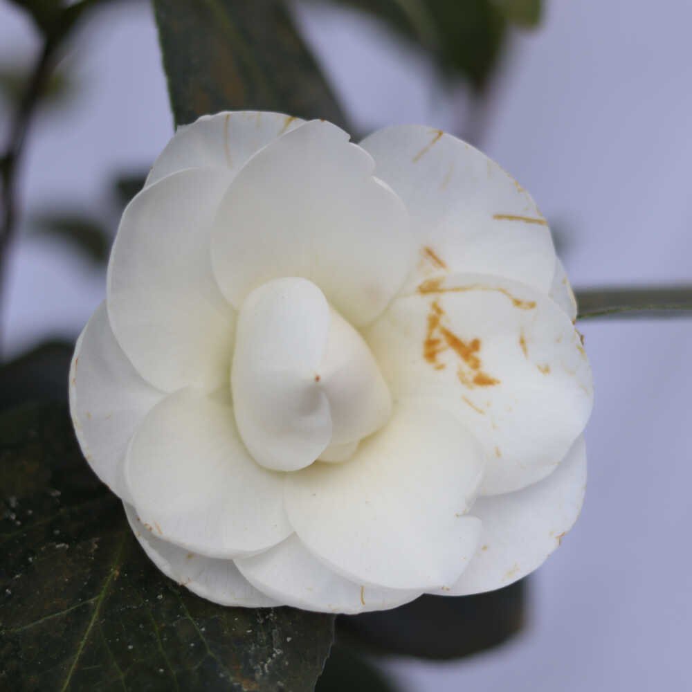 Camellia jap Nuccio's Gem 3L 60cm