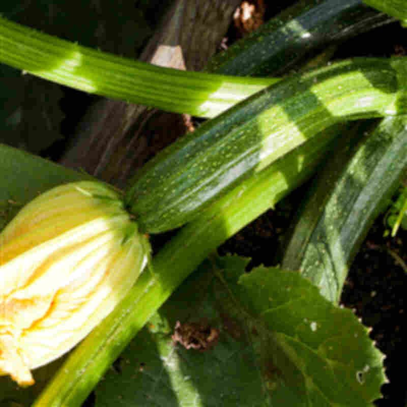 Squashplante - Almenlig grøn squash 'Dunja' 11,5cm pot