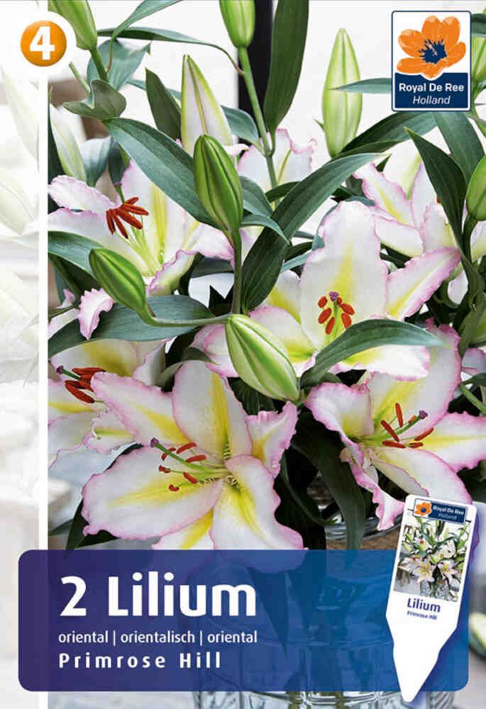 Orientalsk lilje - Lilium Primrose Hill - 2 stk. - 14/16