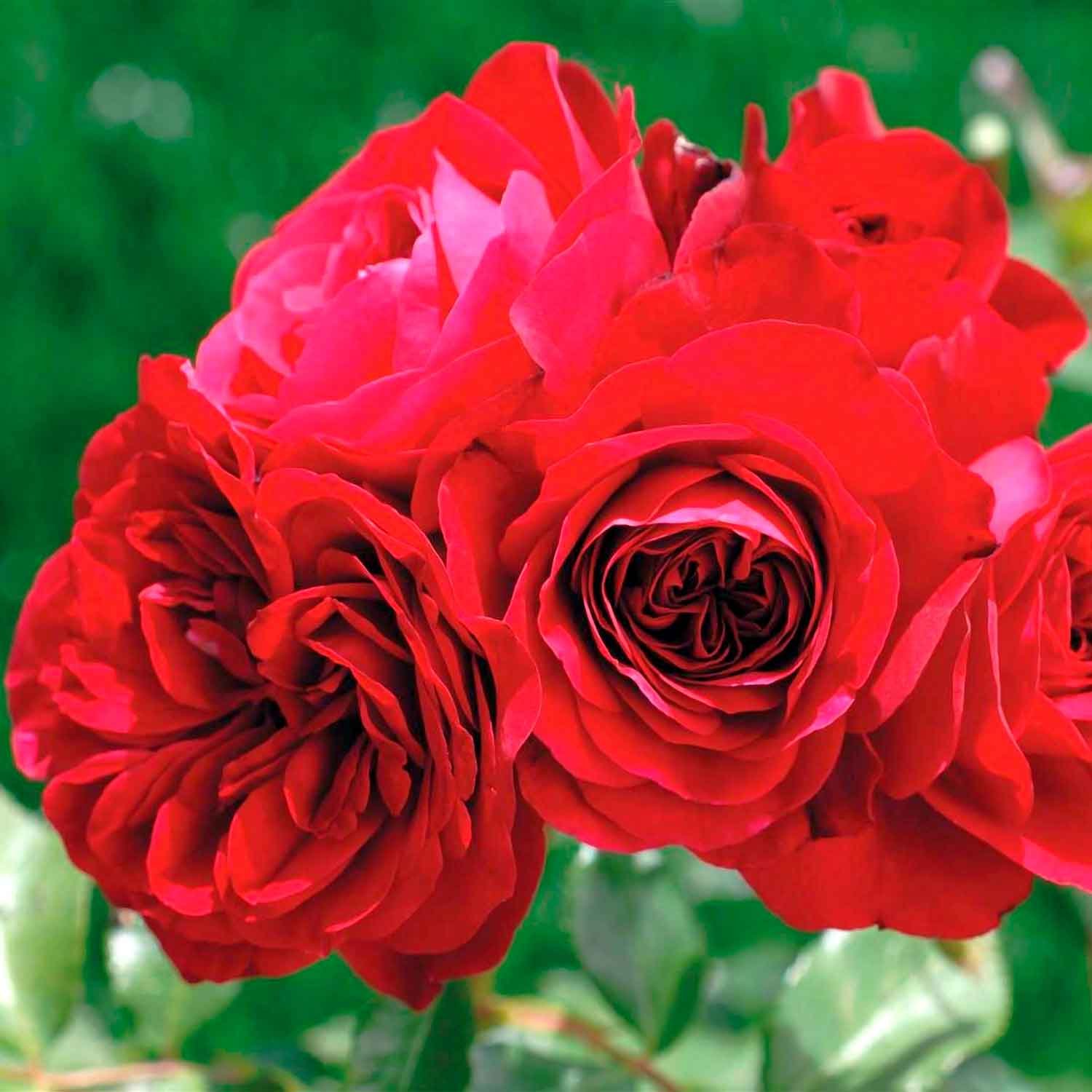 Rosa Red Meilove 60cm stamme