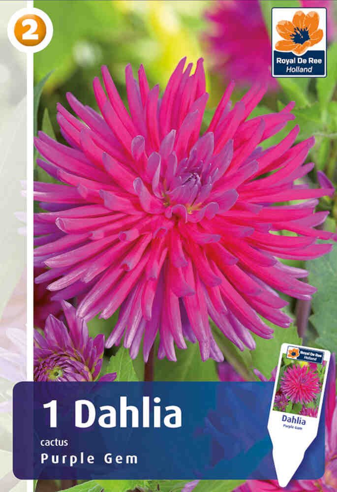 Dahlia Purple Gem - cactus