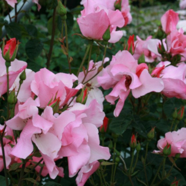 Rose Dainty Bess med lyserøde blomster