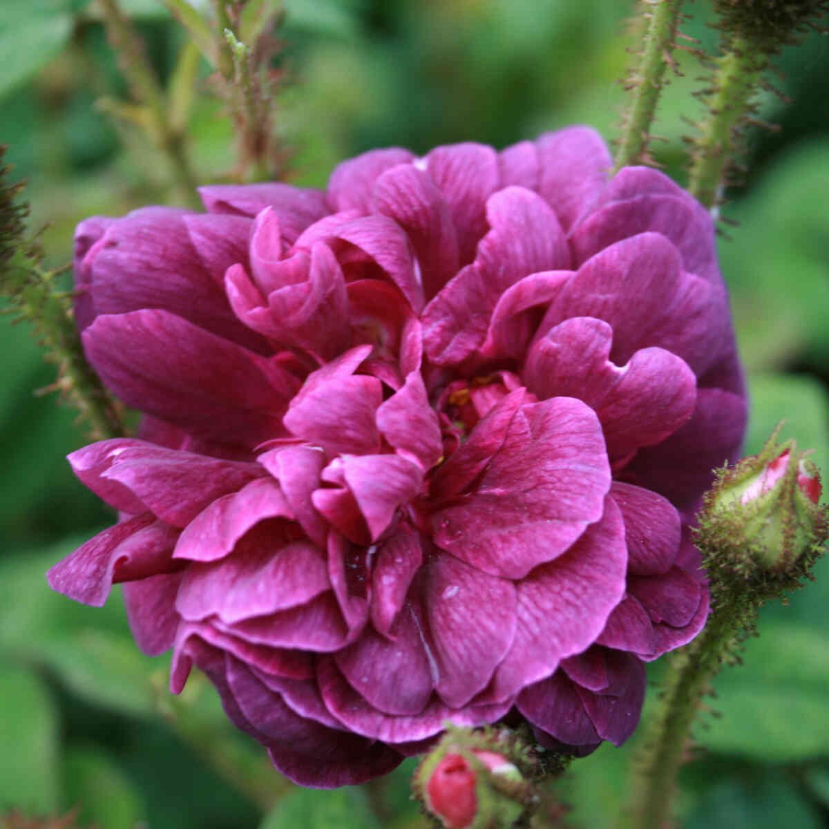 Mosrose - Rosa centifolia 'Nuits de Young'