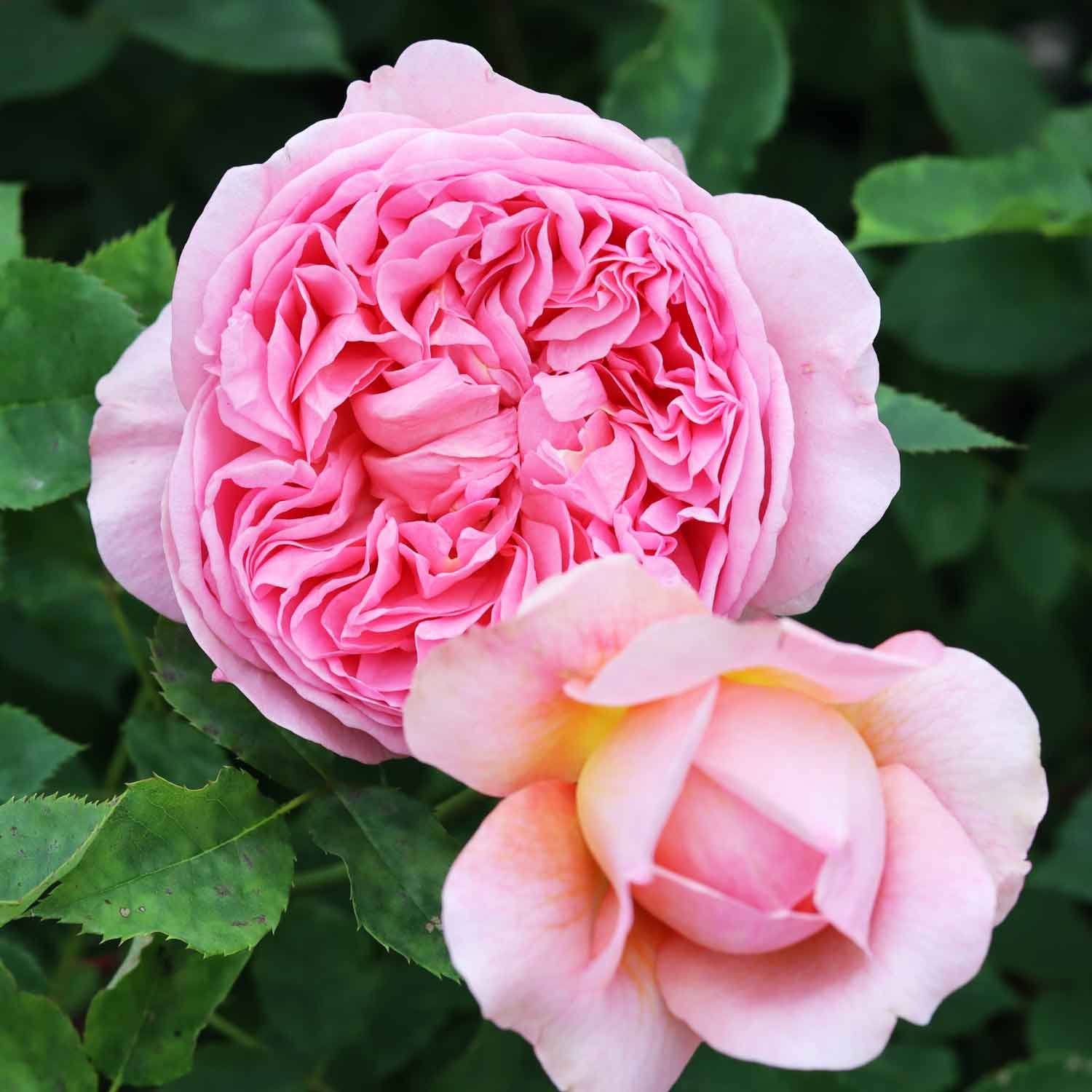 Engelsk rose 'Boscobel' - (Auscousin)