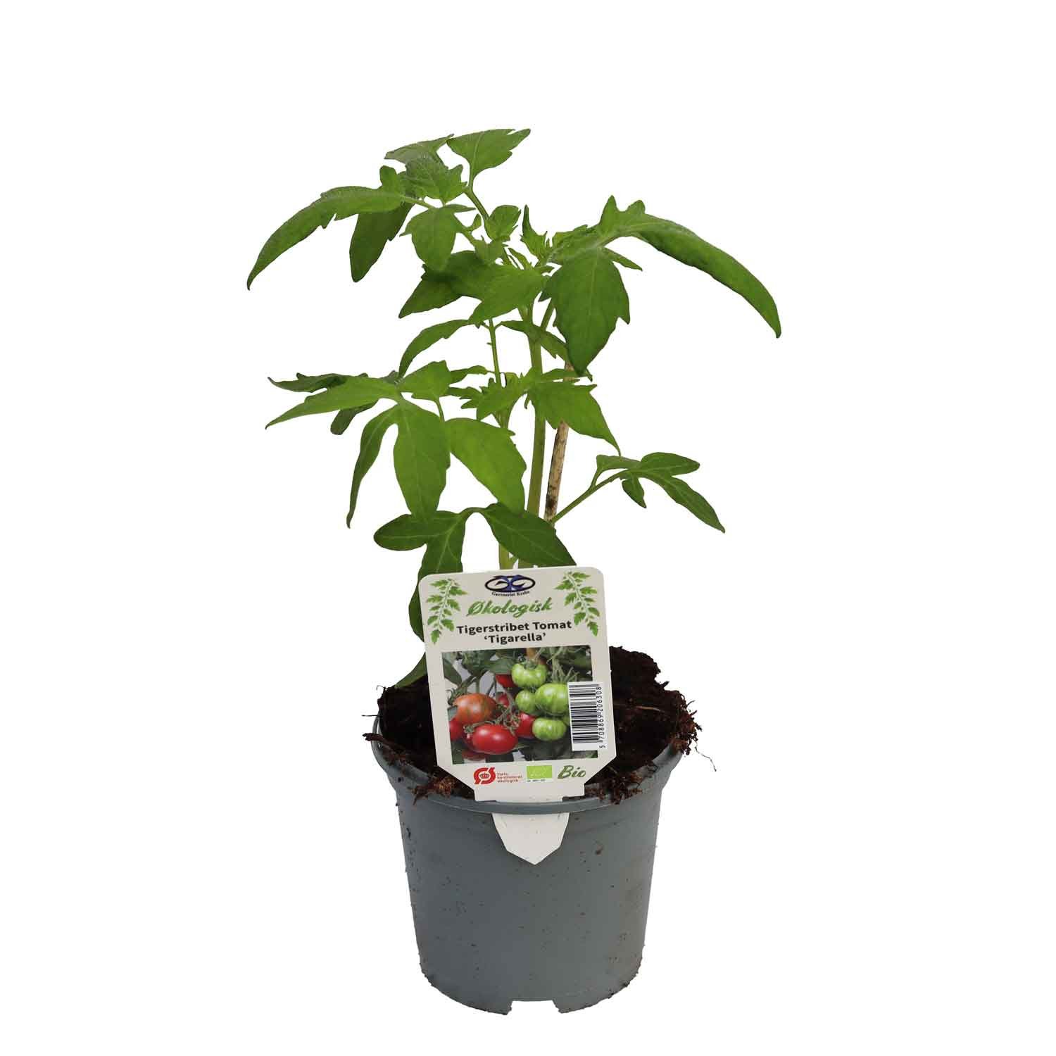 Tomat Tigarella 11,5 cm. pot.