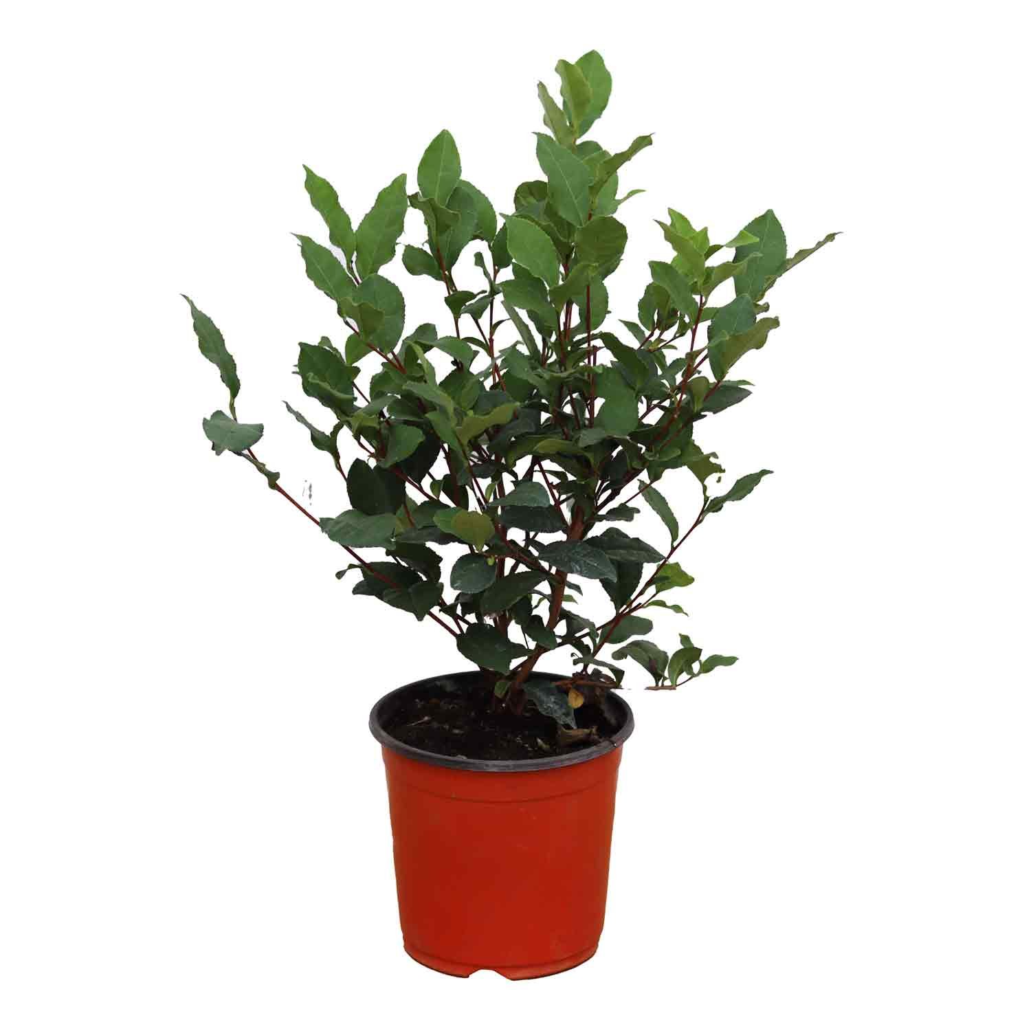 Teplante - Camellia sinensis 2L