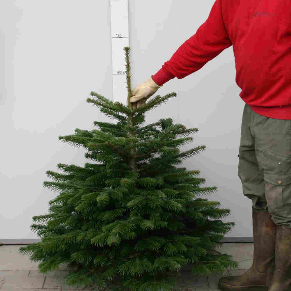 Juletræ 100-125cm