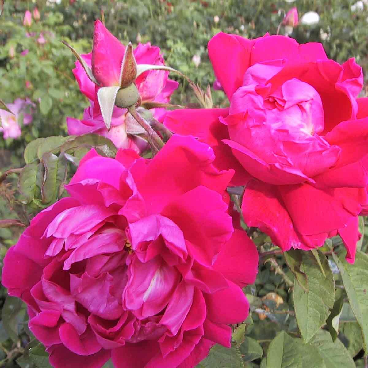 Rosa 'Parfum de l'Hay'