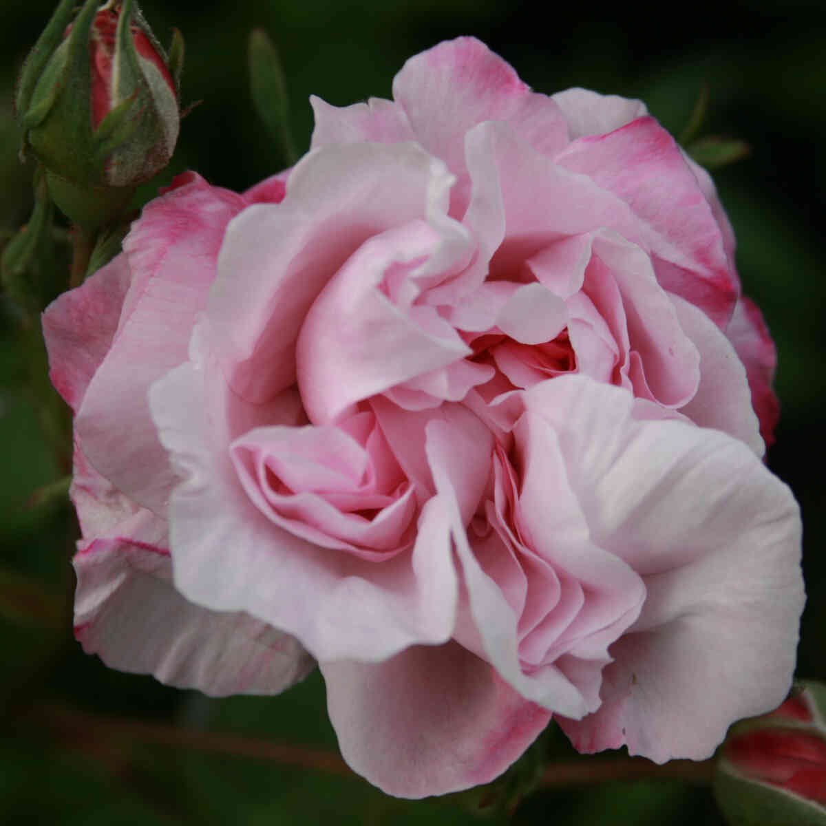 Mosrose - Rose centifolia 'Fantin-Latour'
