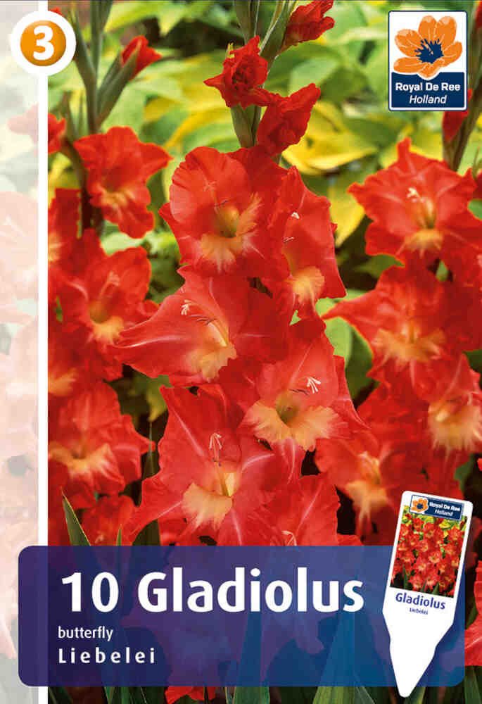 Gladiolus Liebelei - 10 stk - 12/14