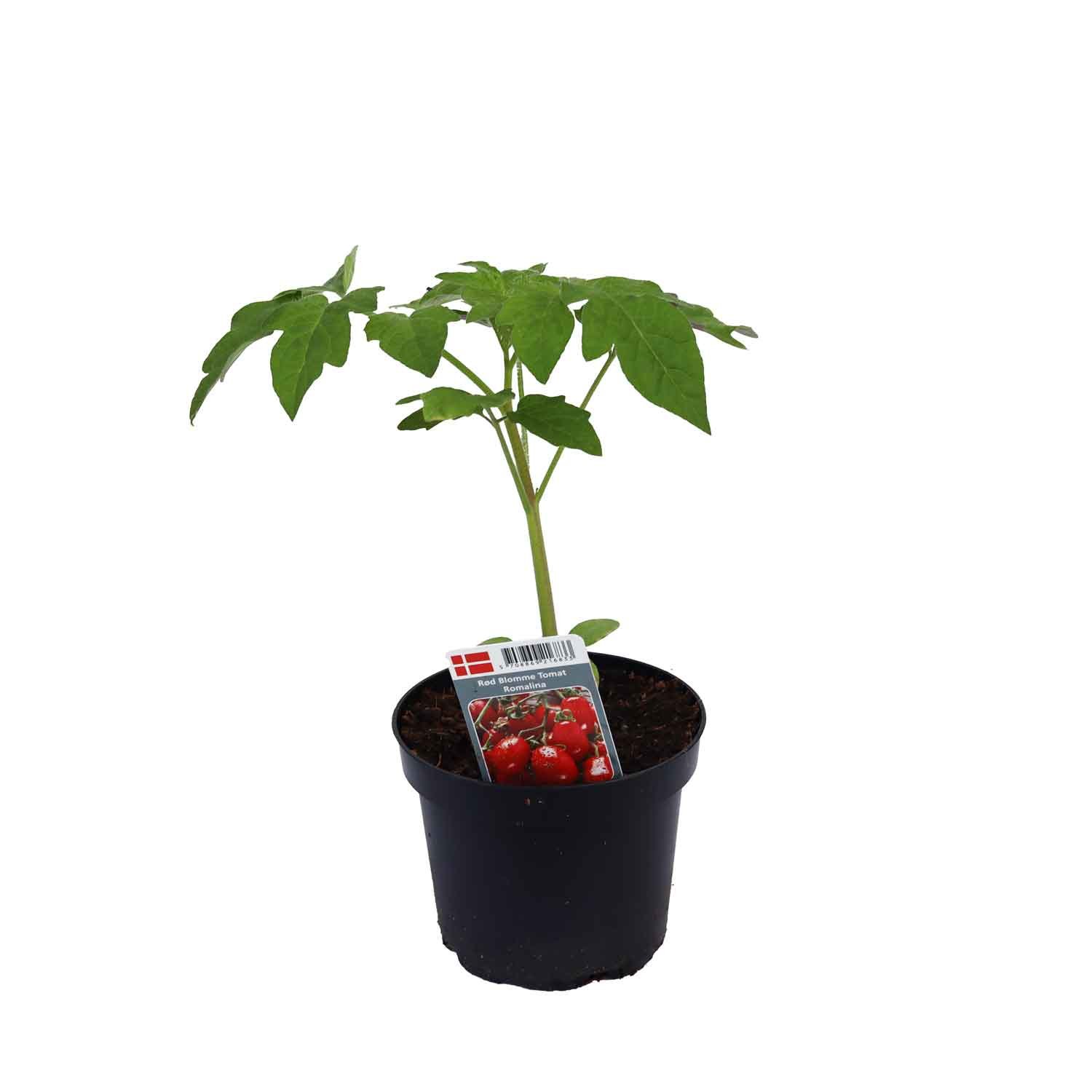 Tomat blomme Romalina 12cm pot
