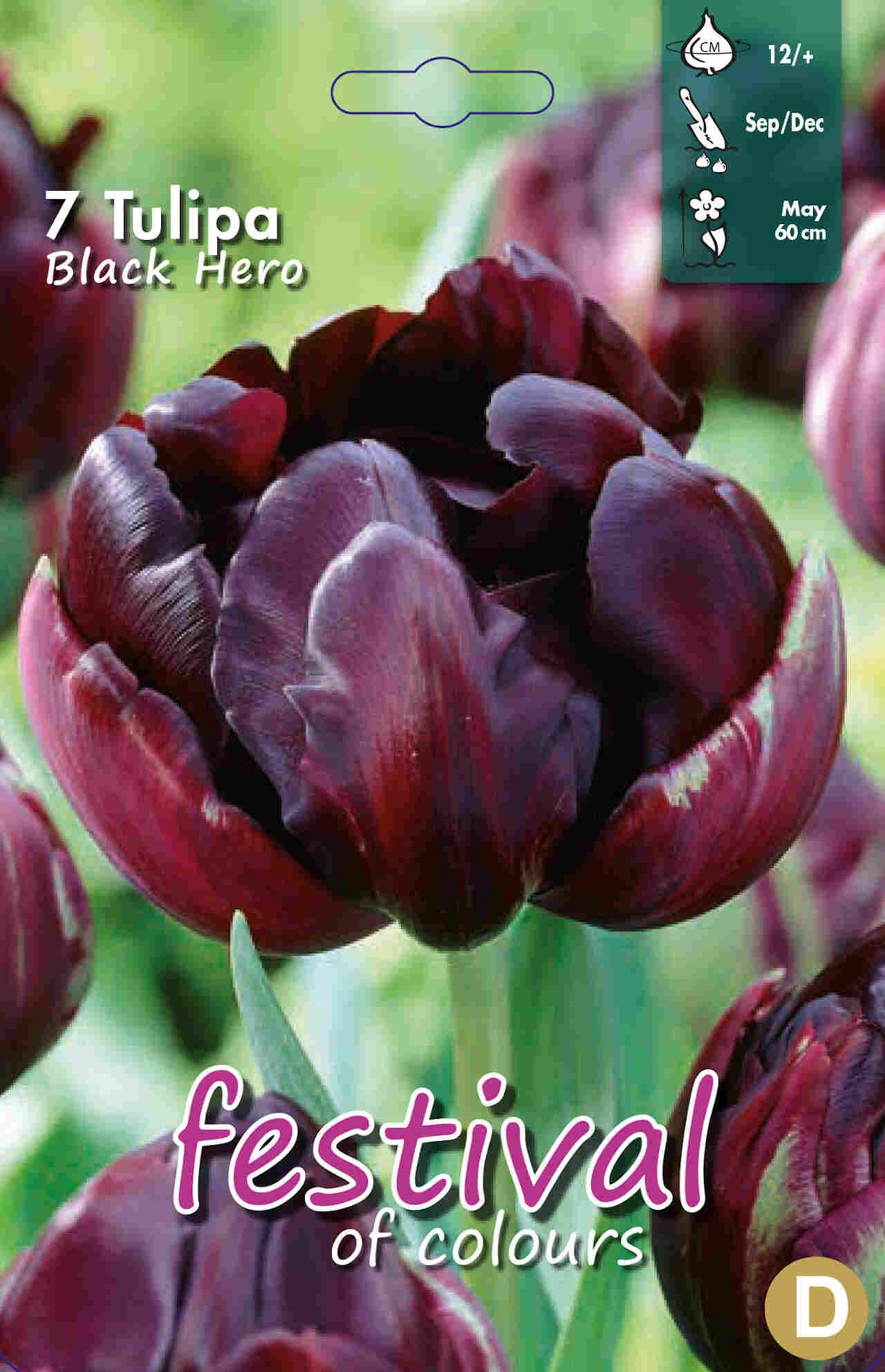 Tulipanløg - Tulipa Black Hero 12/+