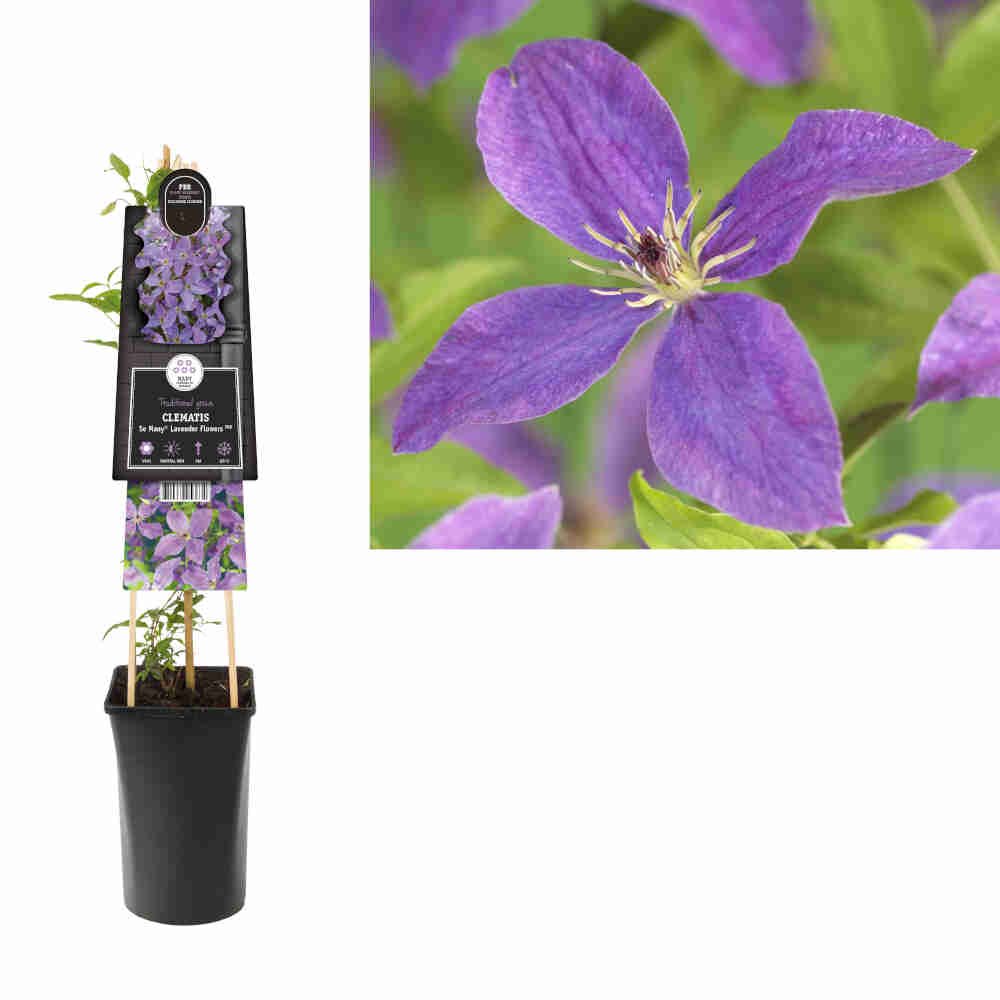 Clematis So Many® Lavender Flowers PBR